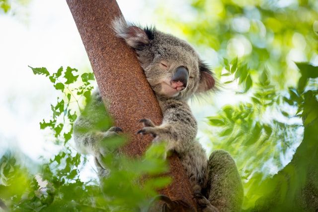 Koala climbing a branch