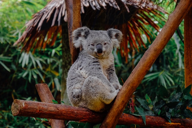 Koala in Hut